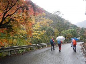 紅葉に囲まれた雨の林道歩きもいいものだ