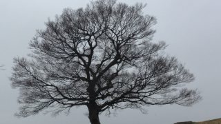 雪空をバックに枝を広げるシンボルツリー