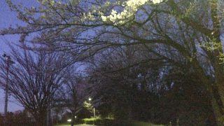 清水ヶ丘公園テニスコート横の桜