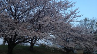 桜が満開