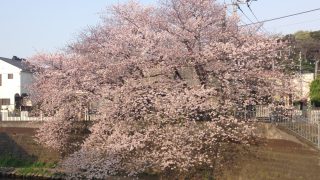 対岸に咲く桜