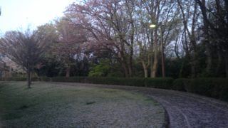 桜の花道