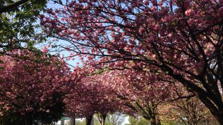満開に咲いた八重桜カンザンのトンネル