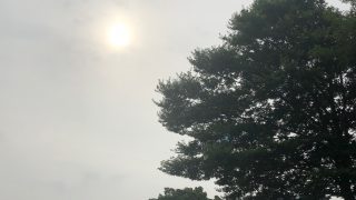 シンボルツリー