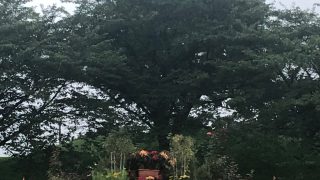 芝生広場の植え込み